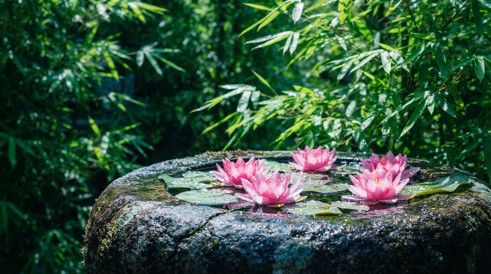 初夏の日差しに咲く清らかな蓮の花